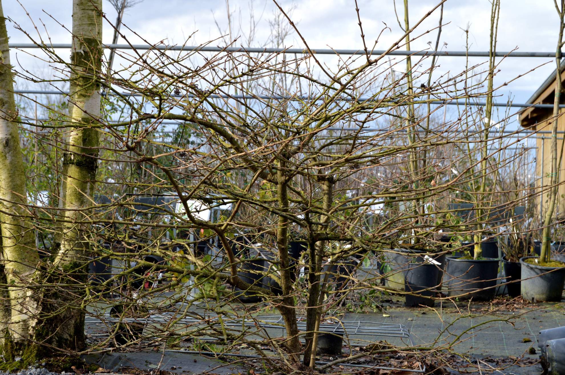 Viburnum plicatum